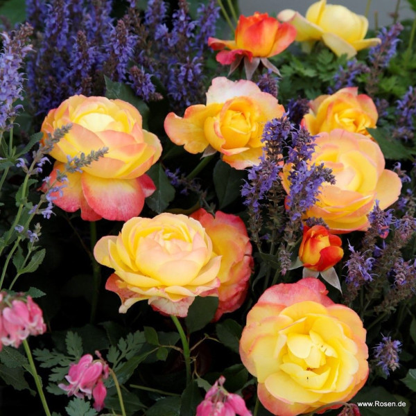 FLAMING STAR® FLAMING STAR®